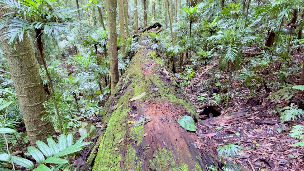 Camera glides over moss-covered fallen log in lush, shaded Dorrigo rainforest, revealing dense vegetation