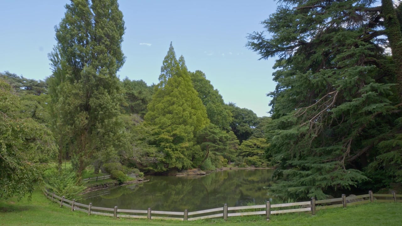 日本新宿區新宿御苑國家公園內，寧靜池塘周圍鬱鬱蔥蔥的植被 — 廣角拍攝。
