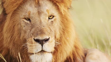 slow motion of african wildlife safari animal of male lion face close up portrait in maasai mara national reserve in kenya, africa, masai mara, big mane and beautiful looking around alert