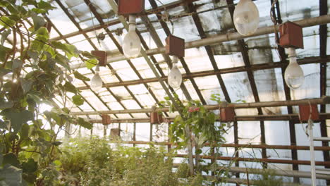 flower greenhouse