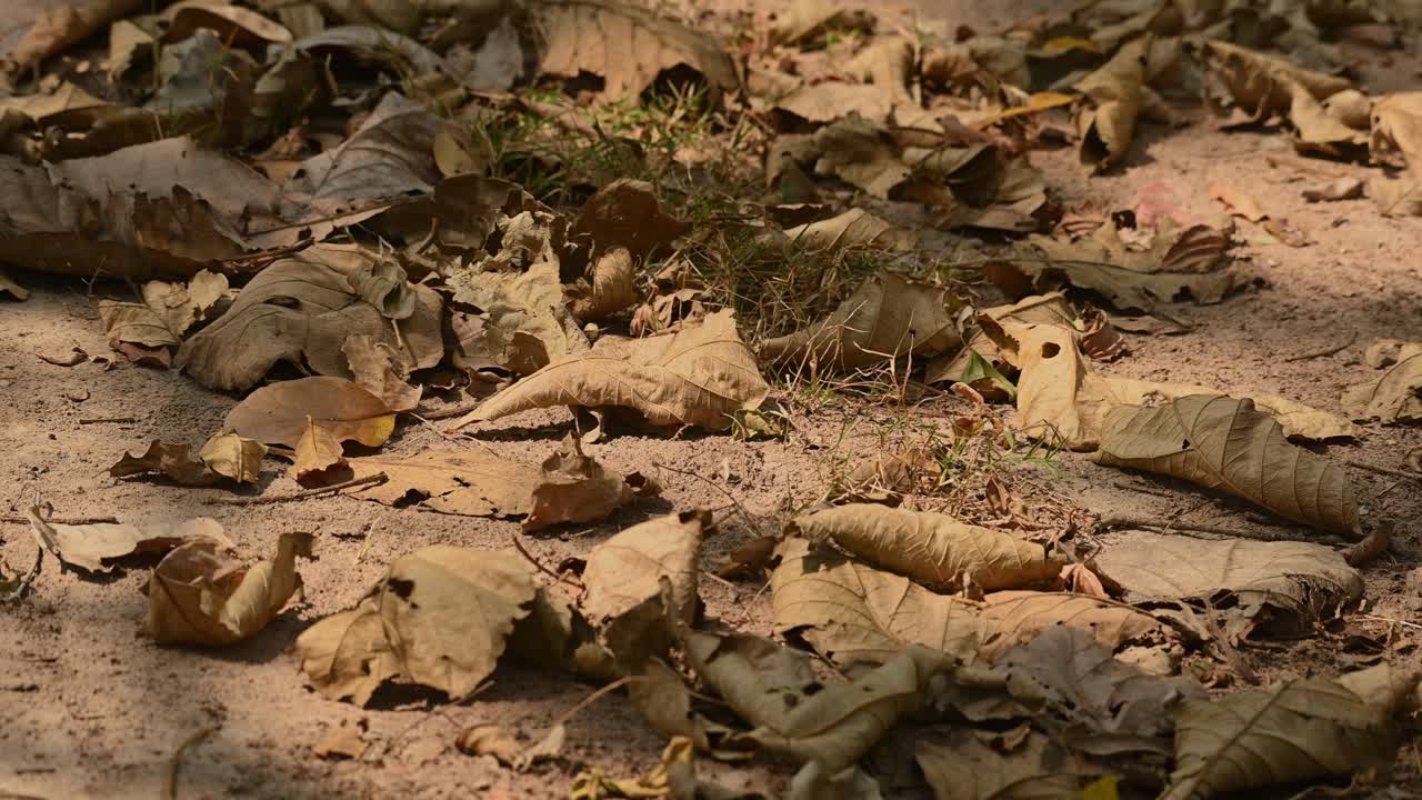 태국의 한 국립공원에서 여름 동안 매우 마른 땅에 떨어진 마른 잎