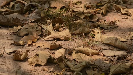 dried leaves fallen on very dry ground during summer in a national park in thailand