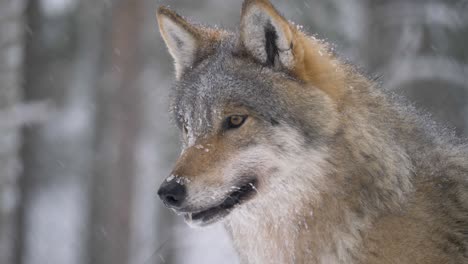 Aufmerksames-Porträt-Des-Eurasischen-Skandinavischen-Grauwolfs,-Unter-Schneesturm---Mittlere-Nahaufnahme