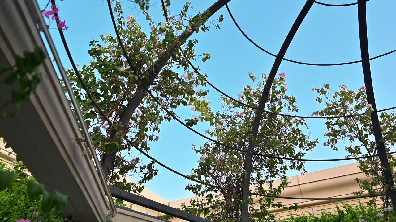 Blooming Bougainvillea flowers under the blue sky in a backyard