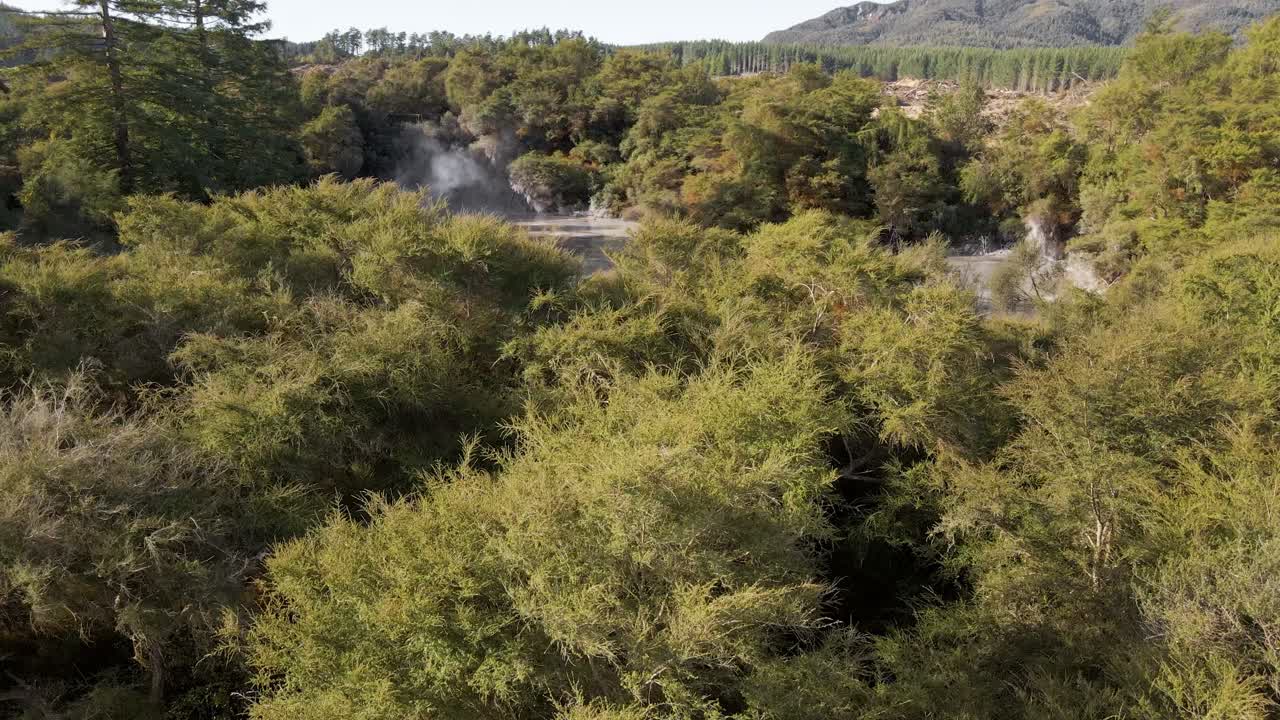 piscinas de lodo caliente humeantes reveladas dentro de un denso bosque de nueva zelanda al atardecer