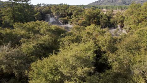 Piscinas-De-Lodo-Caliente-Humeantes-Reveladas-Dentro-De-Un-Denso-Bosque-De-Nueva-Zelanda-Al-Atardecer