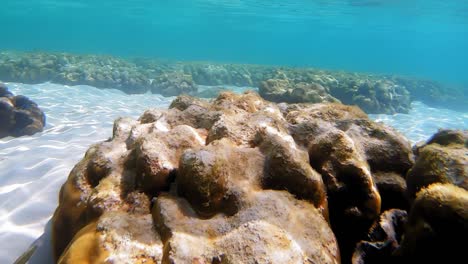 Das-Leben-Unter-Den-Wellen-Von-Thailand---Unterwasseraufnahme