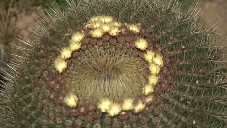 Ferocactus-Kaktus-Nahaufnahme-Gelbe-Blüten