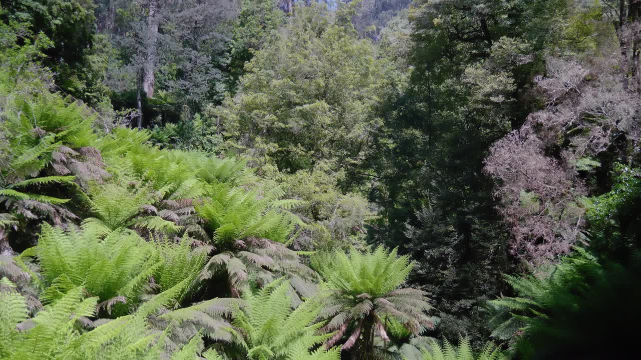 helechos verdes en los bosques de victoria, australia