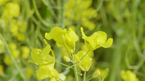 detailed closeup view of brassica napus bright yellow canola flowers