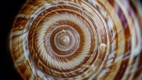 close-up of a spiral seashell
