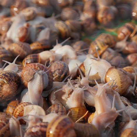 caracoles en una bandeja en la granja 1