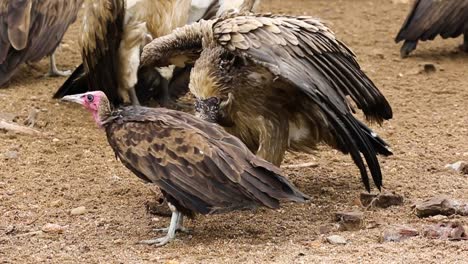 vulture hierarchy feeding from young juvenile to bigger to biggest adult