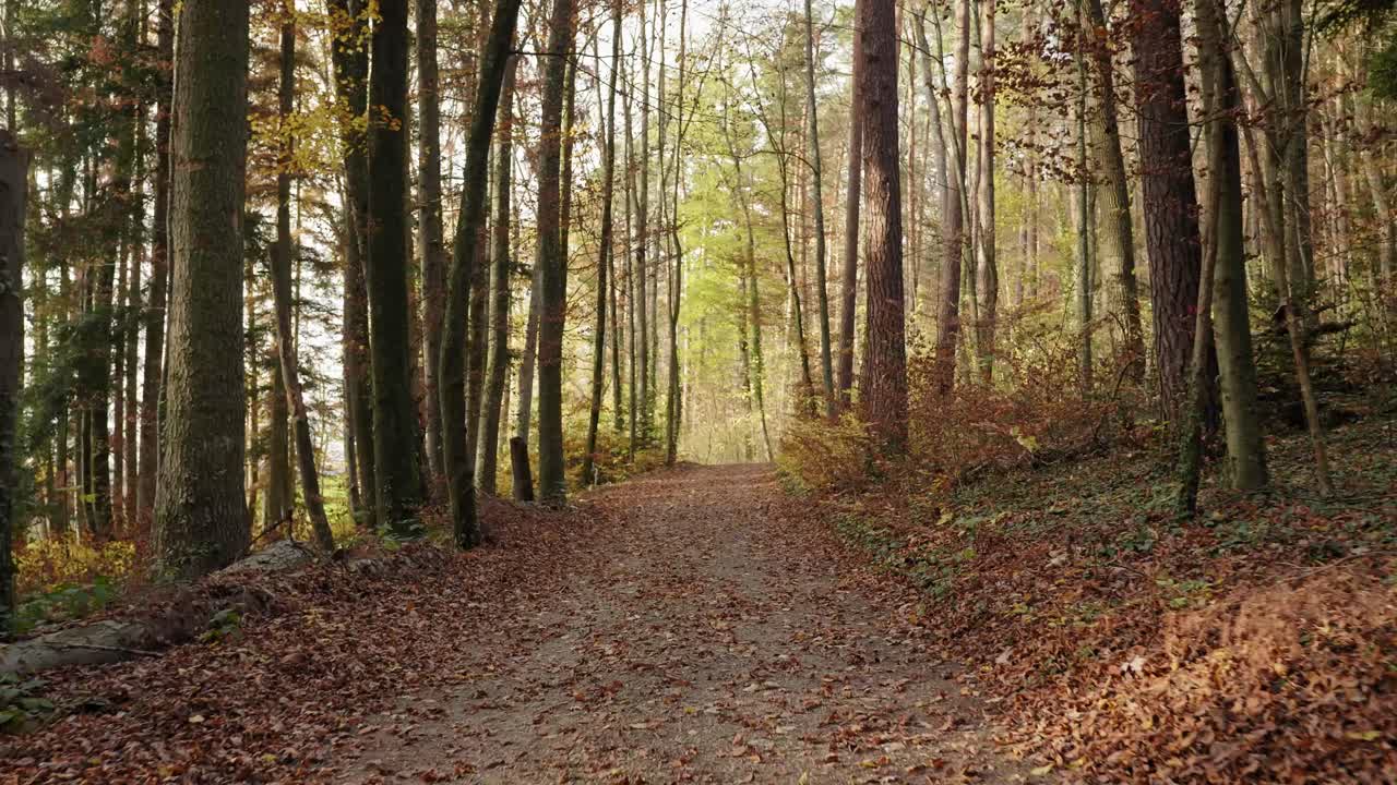 un sentiero nel bosco in autunno