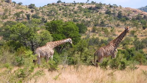 las jirafas sudafricanas se ven caminando por la sabana en busca de comida en el parque nacional kruger.