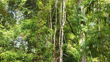 aerial dense lush green liana climbing vines forest, santa marta, colombia