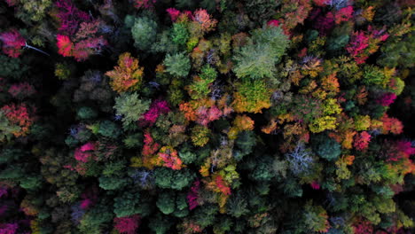 aerial top down view over vibrant autumnal fall forest trees