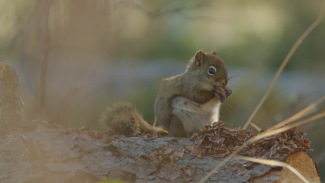 Simpatico scoiattolo su tronco che mangia noci, sfondo sfocato della fauna selvatica della foresta