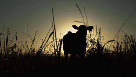 salida del sol hora dorada silueta de una vaca pastando en un campo plano medio amplio panorámica hacia arriba