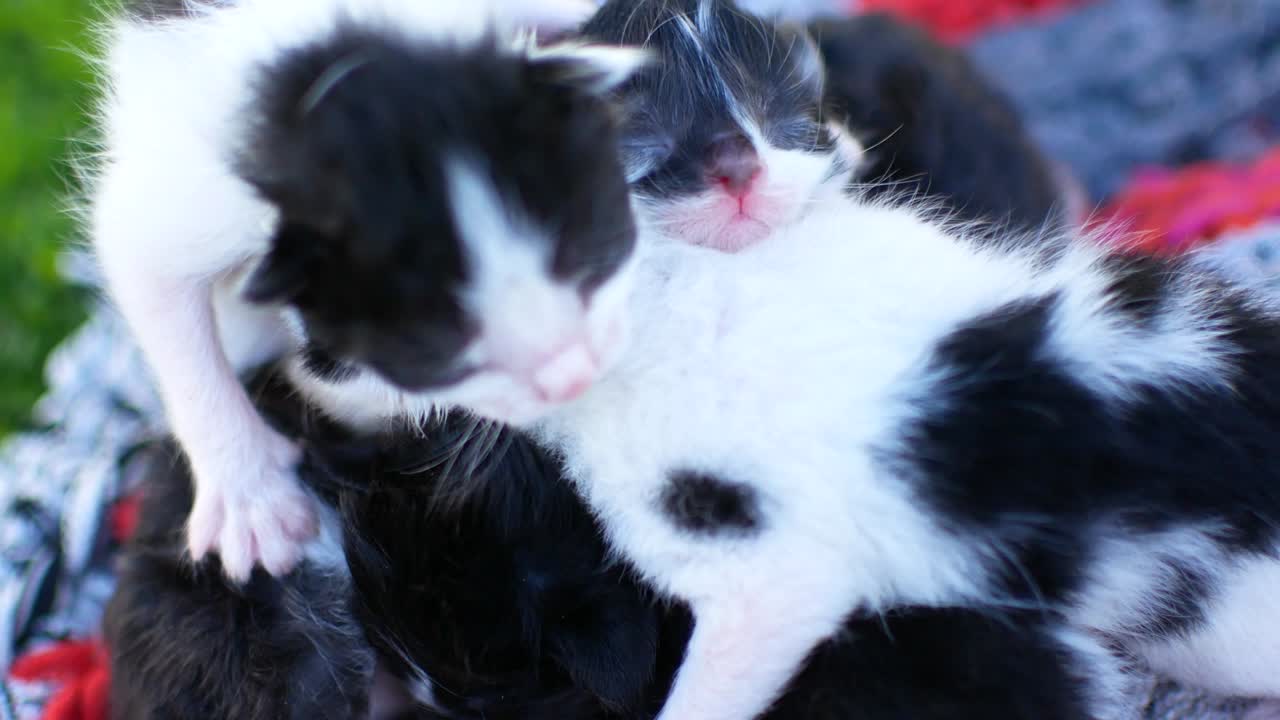 blind kittens with closed eyes. cute cats are lying asleep