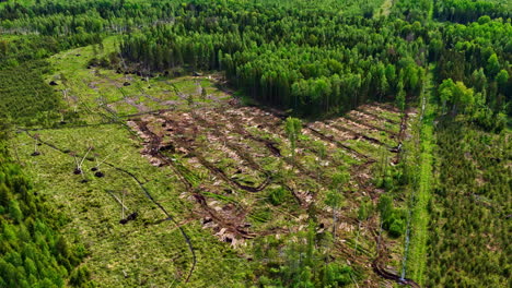 deforested forest section with scattered fallen trees and bare soil seen from aerial view