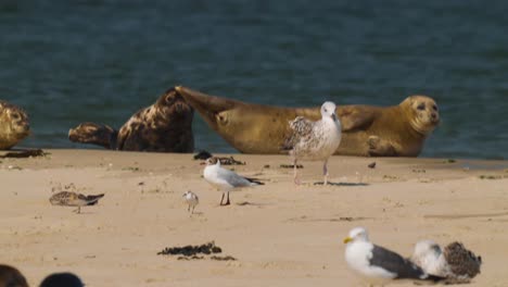 seagulls and group of sea lions basking under the sun in the beach