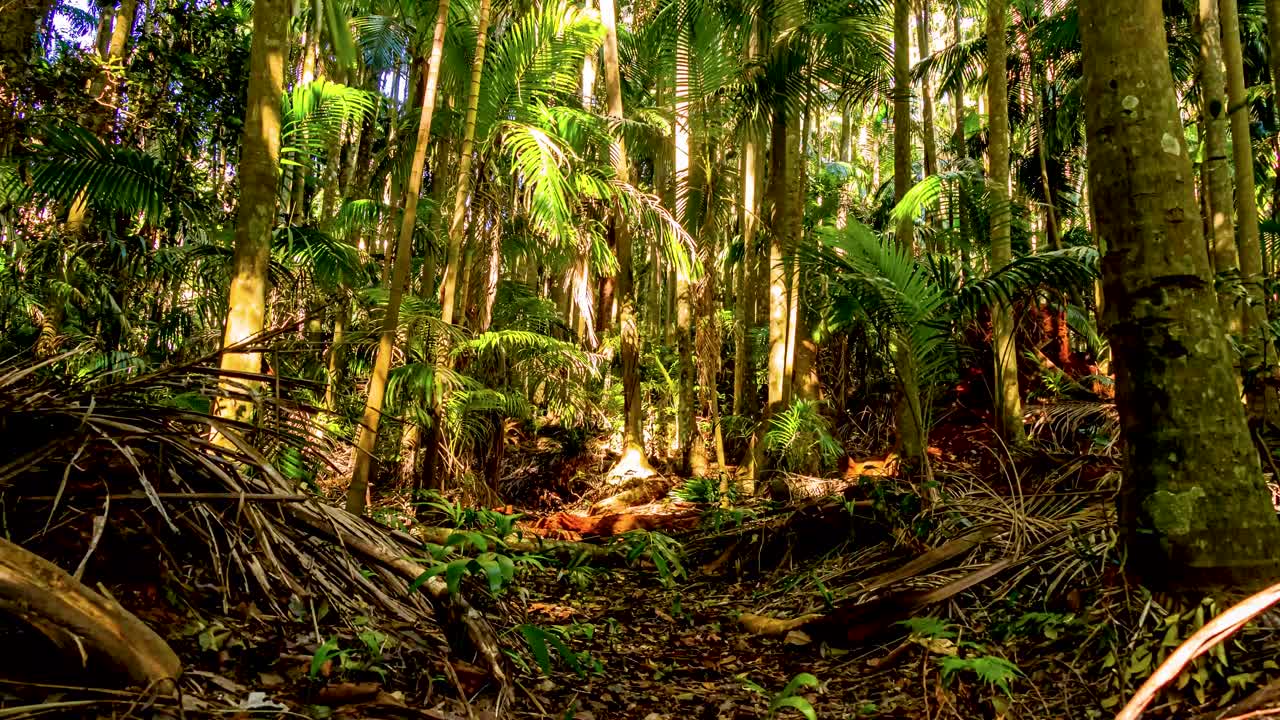 Lush Tropical Jungle with Sunlight Streaming Through Palm Trees