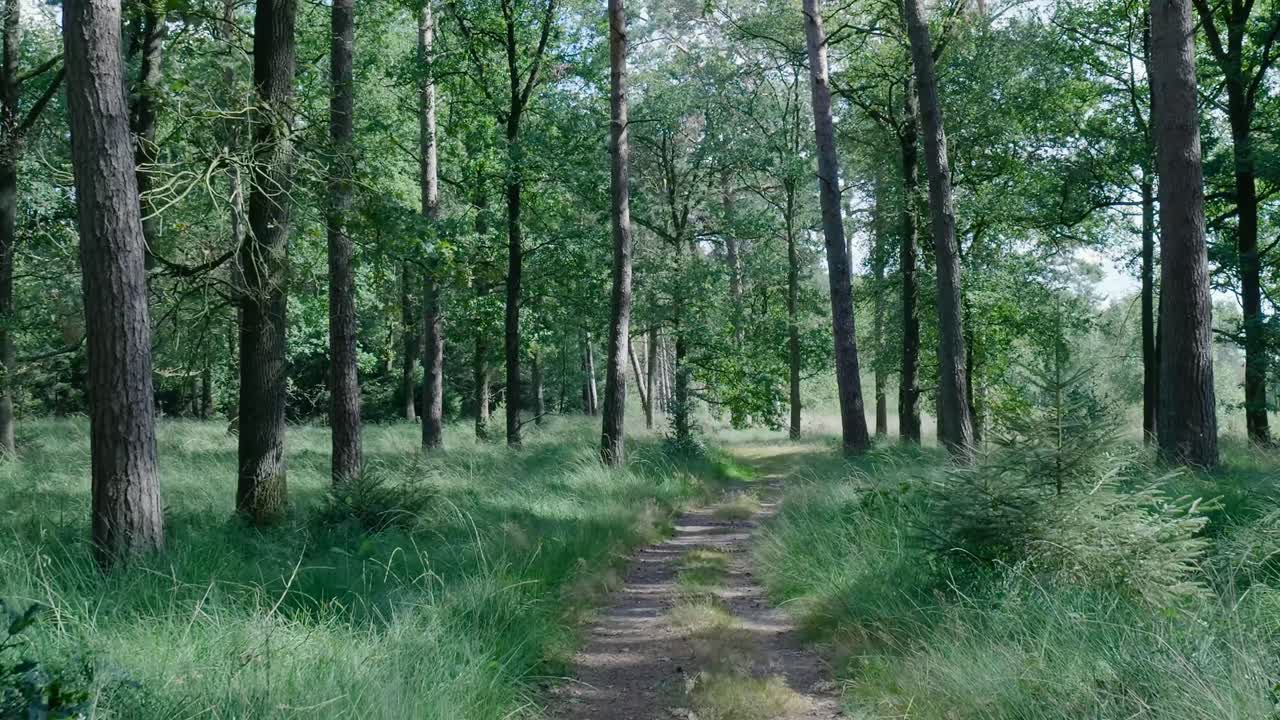 Path through a green forest