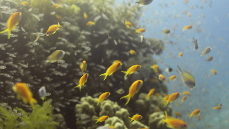 The-Reef-of-thr-Red-Sea-with-Fire-Corals-and-Broccoli-Soft-Corals-and-Glass-fish-living-between-them