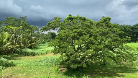 Grüne-Tropische-Landschaft-Im-Sonnenlicht-Unter-Aufziehendem-Sturm-Und-Dramatischem-Himmel