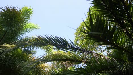 Looking-up-through-palm-tree-leaves,-blue-sky-background