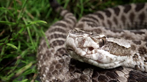 rattlesnake in the grass close up macro