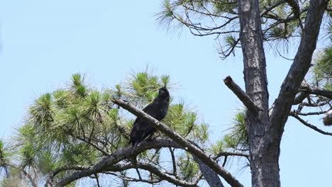 young newly fledged eaglet perched on a pine tree branch