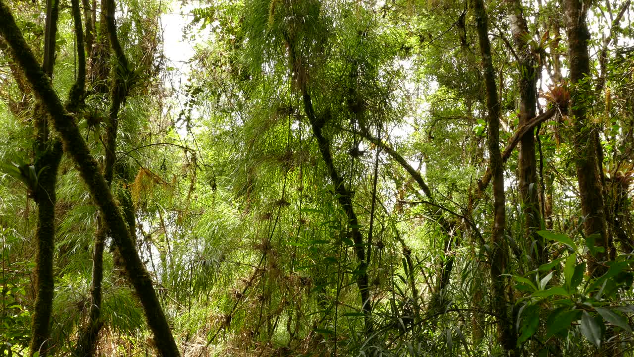 pájaro saltando a través de ramas cubiertas de musgo en los bosques de costa rica