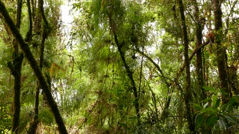 bird hopping across moss covered branches in the forests of costa rica