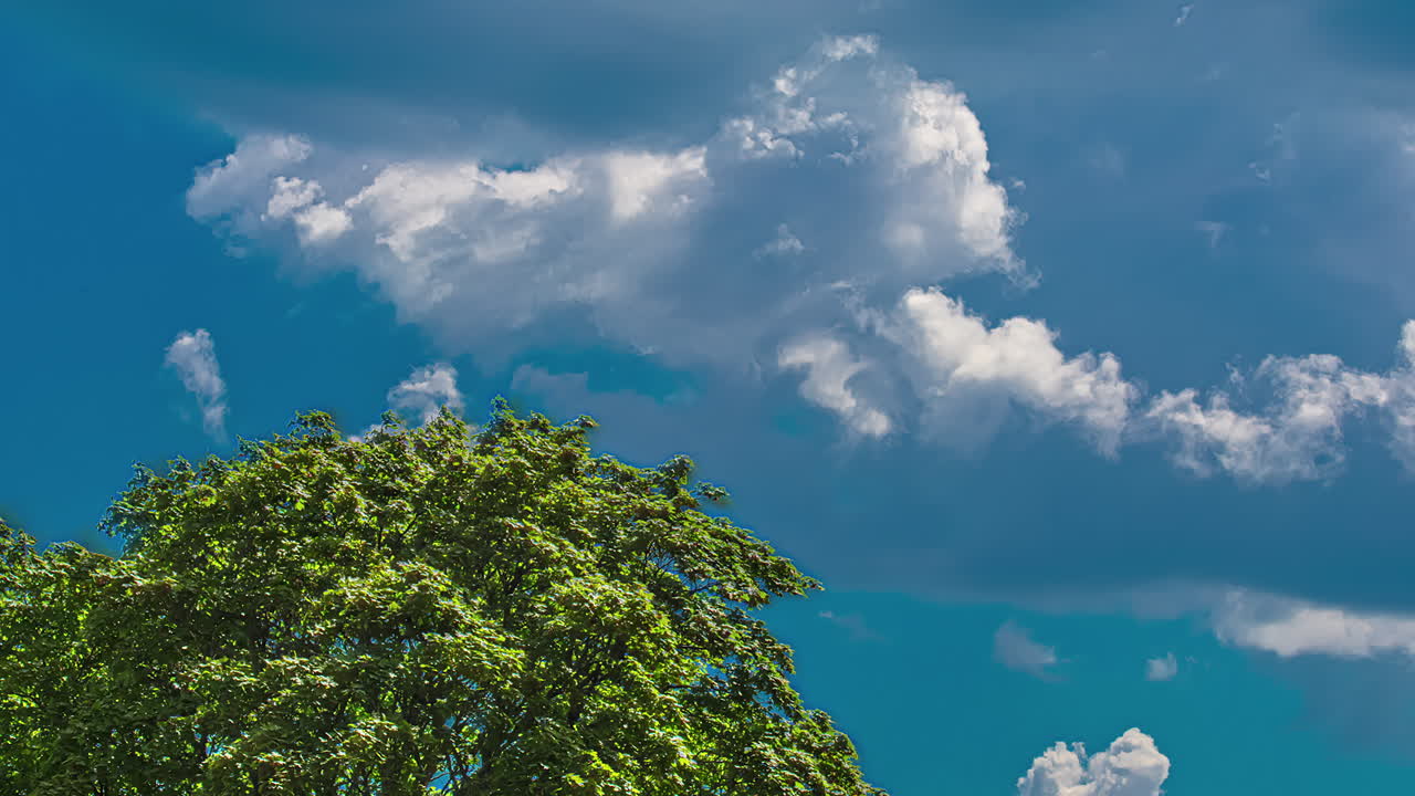 formas abstractas a medida que las nubes se forman y se disipan sobre un árbol - lapso de tiempo de cloudscape