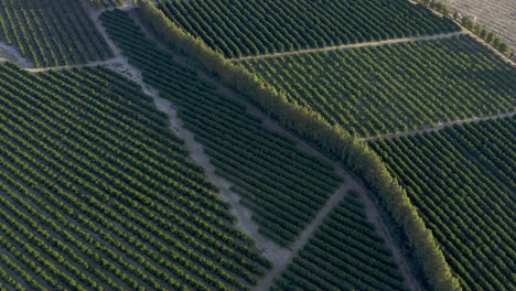 orange picking season is here