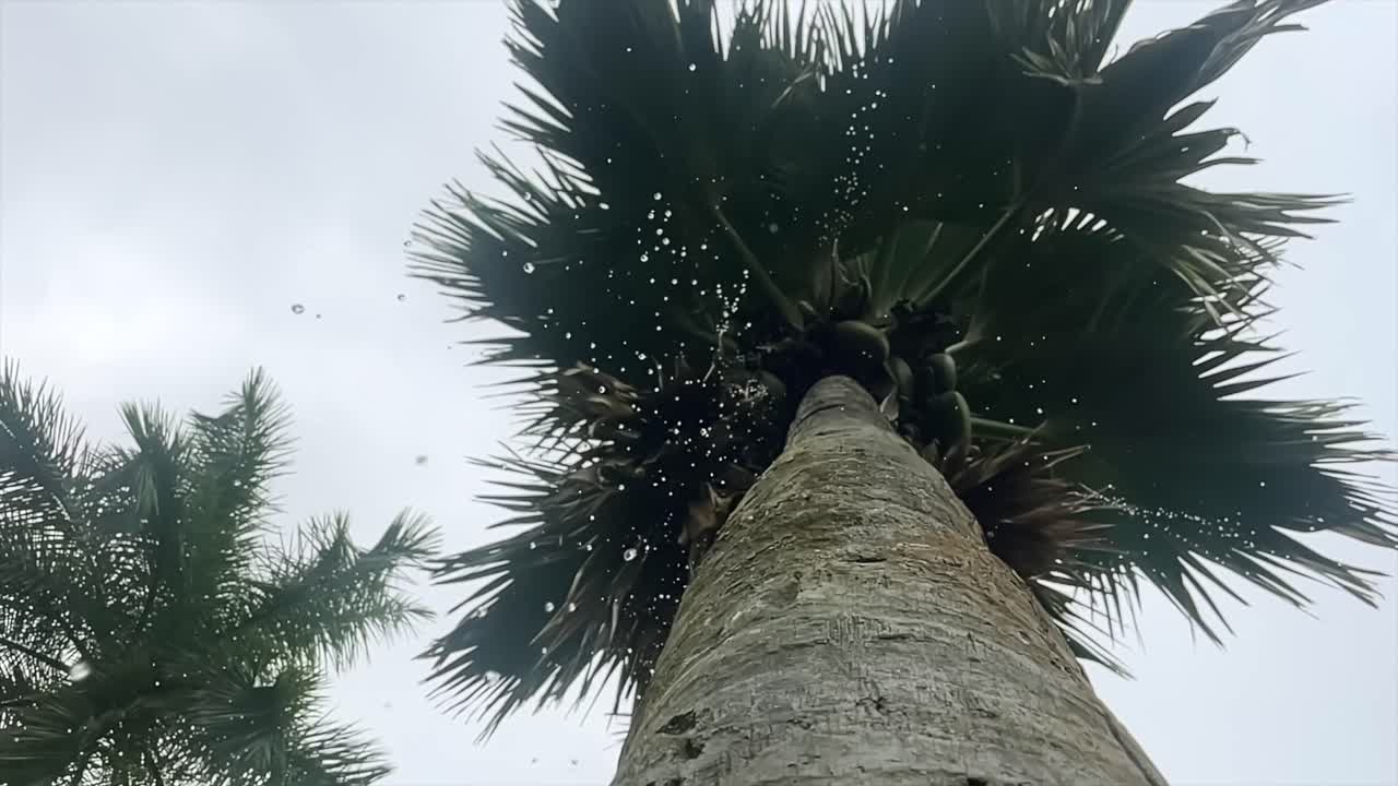 mahe seychelles lluvia en cámara lenta bajando del árbol coco de mer