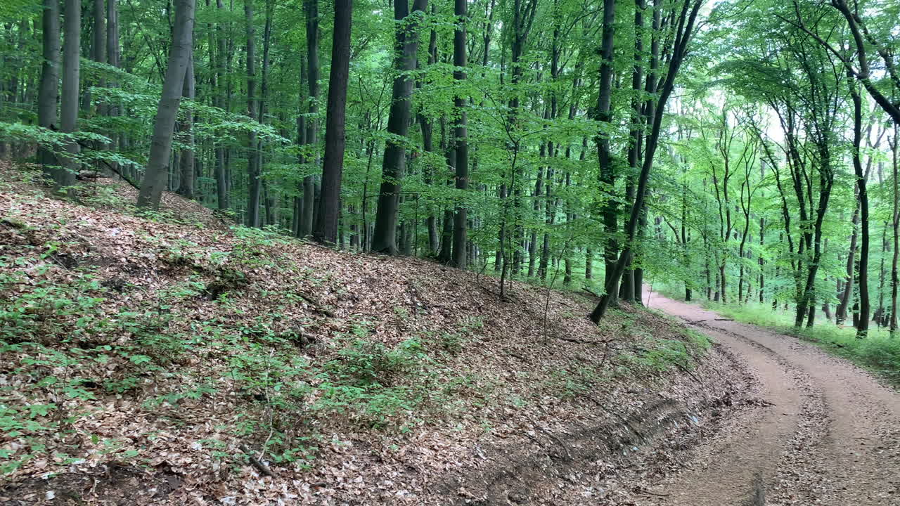 vista panorámica de forest.in europa