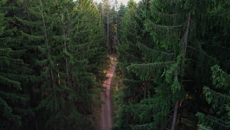 a traveler with a backpack walks through a dense coniferous forest along a path with shining rays among the trees from the setting sun - drone view