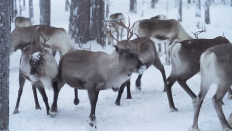 slowmotion of a male reindeer pushing other away aggressively to show dominance in a herd