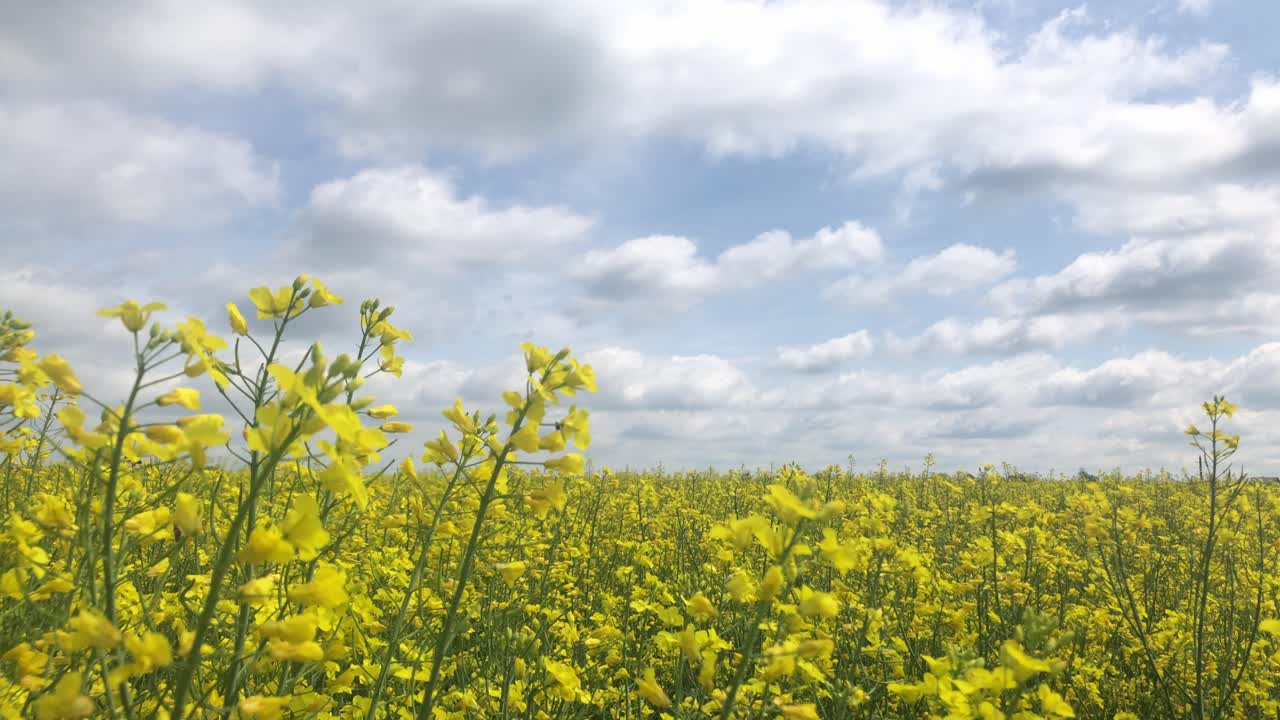 꽃이 피는 시기에  ⁇ 벌이 노란색 꽃을 꽃받침합니다.
