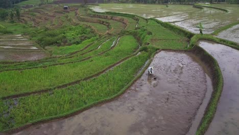 orbit drone shot of farmer working on the rice field