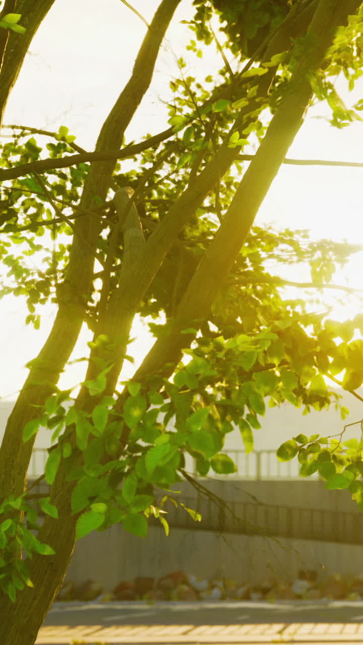 도시 환경 에서 빛 을 받은 나무