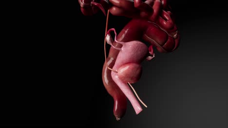 female reproductive system anatomy medical concept 3d animation