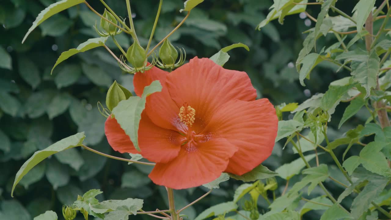 detalle de un hibisco rojo en un prado verde, hay otros 3 capullos de la misma flor a punto de abrirse