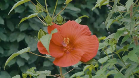 Detail-of-a-red-Hibiscus-in-a-green-meadow,-there-are-3-other-buds-of-the-same-flower-about-to-open