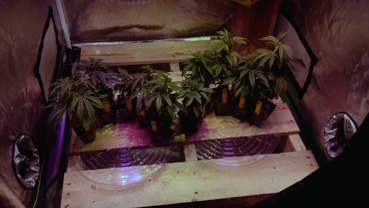 dyi cannabis marihuana thc cbd cultivo doméstico en una tienda de campaña con luces y ventilación configuración de dormitorio de repuesto para hobby a pequeña escala