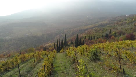 paisaje de viñedos de otoño en las colinas italianas