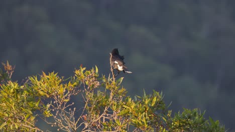 currawong bird perched on eucalyptus tree branch